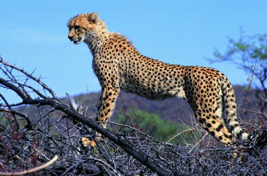 动物也“滥交”:美洲豹与狮子杂交出“豹狮”(图)-搜狐滚动