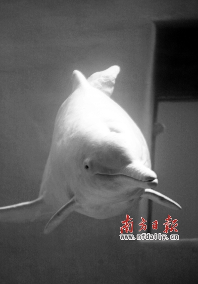 珠海市副市长建议将中华白海豚作为城市吉祥物