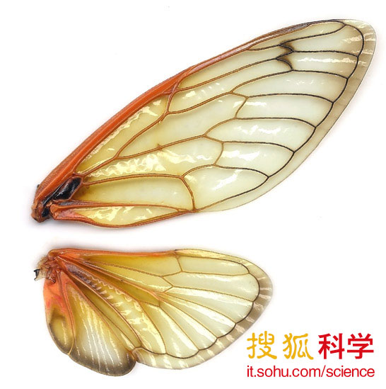 昆虫翅膀看似脆弱,其实比我们想象中坚韧许多。