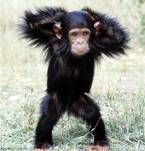 黑猩猩也要秀一下自己的"最佳舞姿"