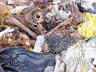 垃圾堆中有疑似人体残肢 (报料人供图)