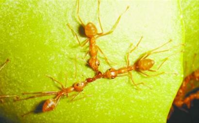 专家发现蚂蚁等级森严分工细致原因(图)