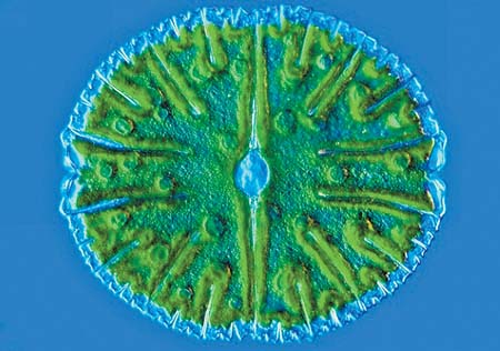 带藻细胞