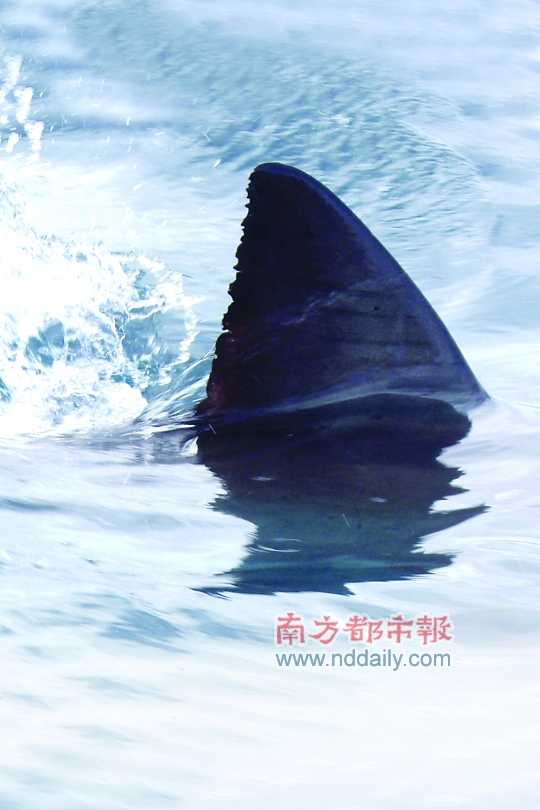 现狭义多指由鲨鱼鳍所制菜肴,是世界的一种传统高档美食.