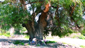 乌素图村有一棵古榆树直径2米多
