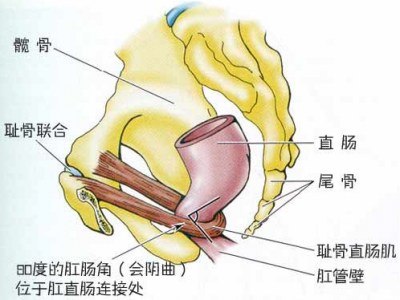 认为蹲姿排便比坐姿好的理论依据主要在于一块被称为"耻骨直肠肌"