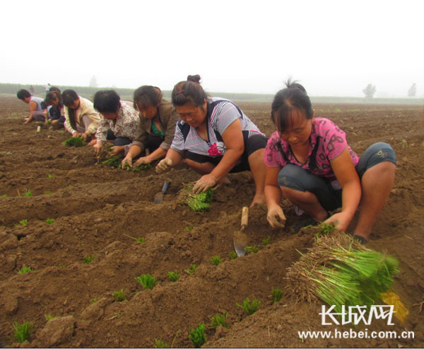 种植基地正在栽种韭菜. 李善奇 摄 李善奇