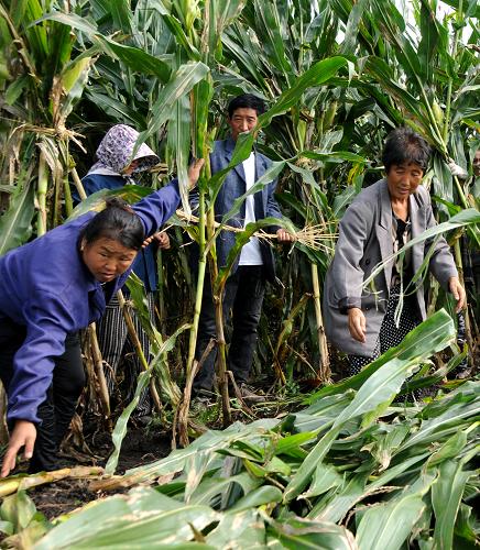 9月1日,德惠市布海镇刘家村农民在农田绑扶玉米.新华社记者 齐海山 摄