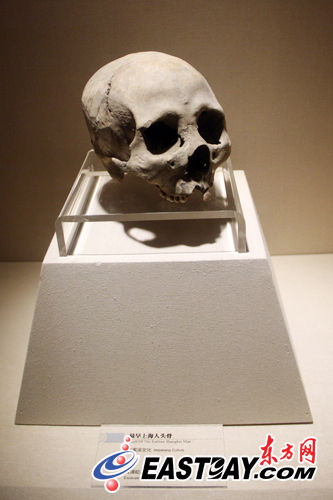 青浦区博物馆看上海第一人头骨(图)