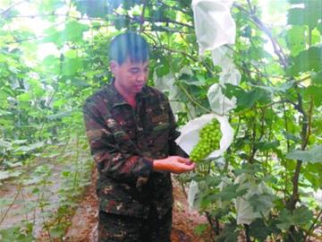 小蜜蜂等新品种,并结合套袋,无籽培育等先进种植技术,提高了葡萄的