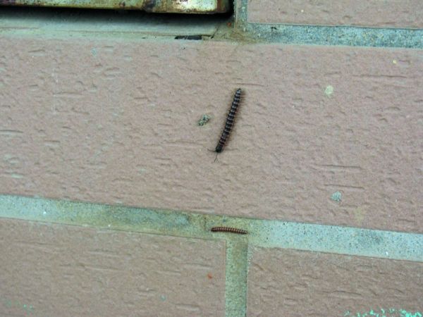 香烟虫爬满墙怎么办?(图)
