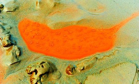 涌上沙滩的红色江水