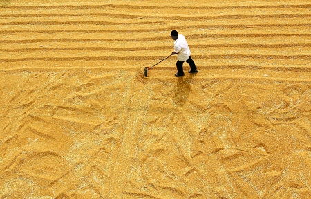 2012年6月7日,内黄县城关镇南关社区农民在晾晒丰收的小麦. 新华社发