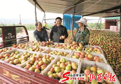 壶关县绍良村旱地西红柿喜获丰收(图)