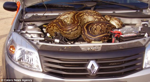 英国夫妻南非度假 遭遇5米长蟒蛇搭“霸王车”(组图)
