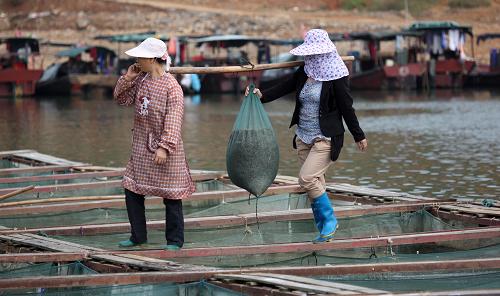 鄱阳湖青虾喜获丰收(组图)