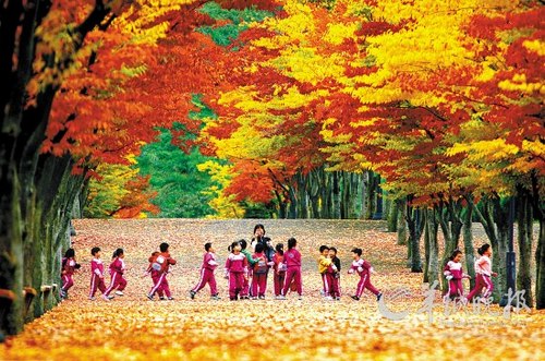 枫叶装扮出韩国最美的秋天，图为韩国蔚山体育公园一景 韩国旅游发展局供图