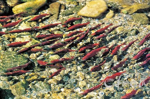 秋季，加拿大亚当斯河中鲑鱼成群 　加拿大旅游局供图