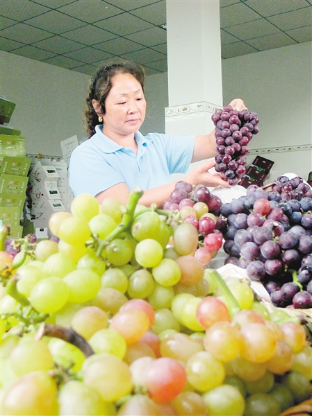 葡萄丰收，果农却高兴不起来。 记者 龙丹梅 摄
