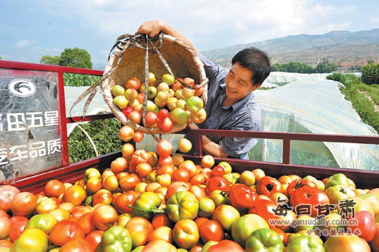 甘谷县磐安镇裴家坪农民种植的西红柿喜获丰收