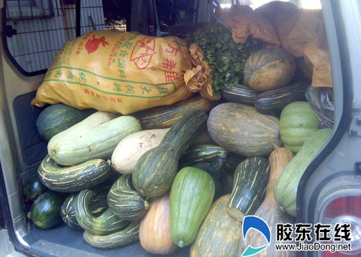 2000斤方瓜送老人院 沂蒙农民自种蔬菜献爱心