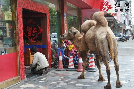 男子牵着骆驼跪在门店前