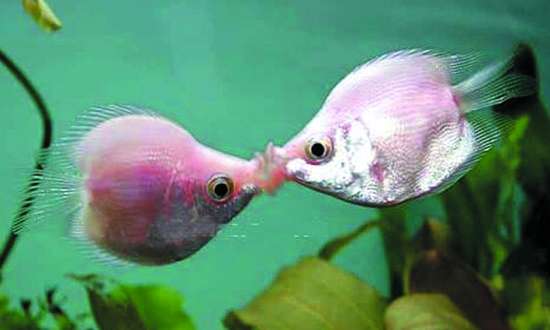接吻鱼的倾情一吻(图)