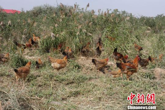 奇台县乔仁乡千亩枸杞种植基地和林下养殖