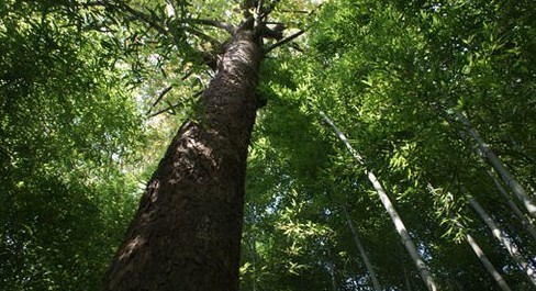 四川黑宝山发现无名古树 国内无人能识(组图)