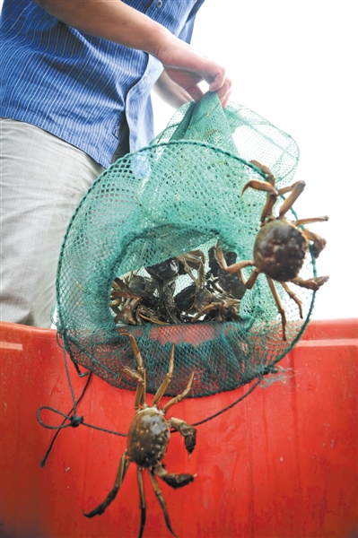 刚刚用地笼捕捞出的大闸蟹。