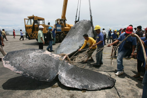 菲律宾海岸现巨型抹香鲸尸体 长16米重30吨(图)