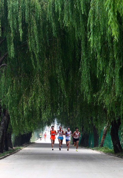 图文:山东潍坊峡山马拉松赛跑在林荫道上