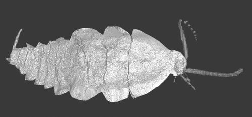 科学家绘制3亿年前昆虫3D肖像 在森林地面食