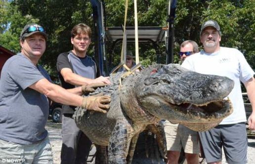 被捕获的这条巨型鳄鱼重300多公斤