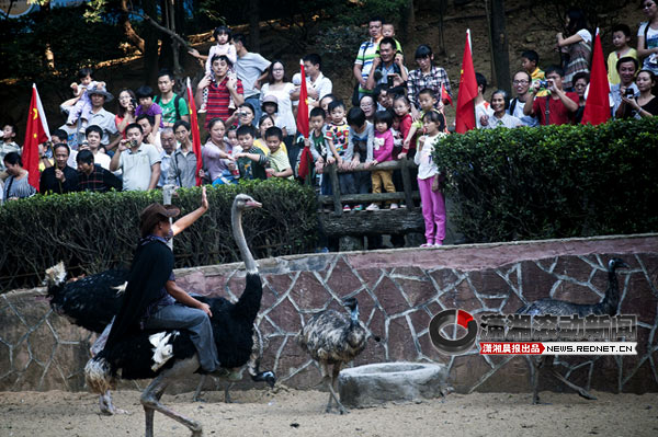 (10月2日，岳麓山鳥語(yǔ)林公園，很多市民家長(zhǎng)帶著孩子來(lái)體驗(yàn)大自然的樂趣。圖/瀟湘晨報(bào)滾動(dòng)新聞實(shí)習(xí)生 蔣麗梅)