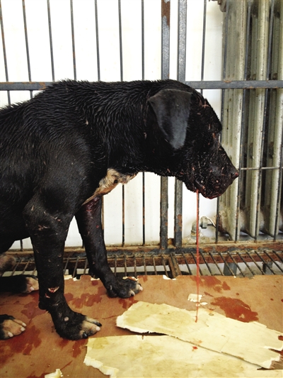 10月10日，青云店镇一斗狗场旁，比赛后的狗遍体鳞伤，带着血的唾液垂地。