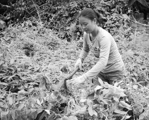 隆林桠杈镇忠义村群众在石山上大种金银花。从最初的两户种植到现在的种植面积1.1万多亩。