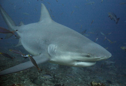 研究称公牛鲨在各类鲨鱼中咬合力最强