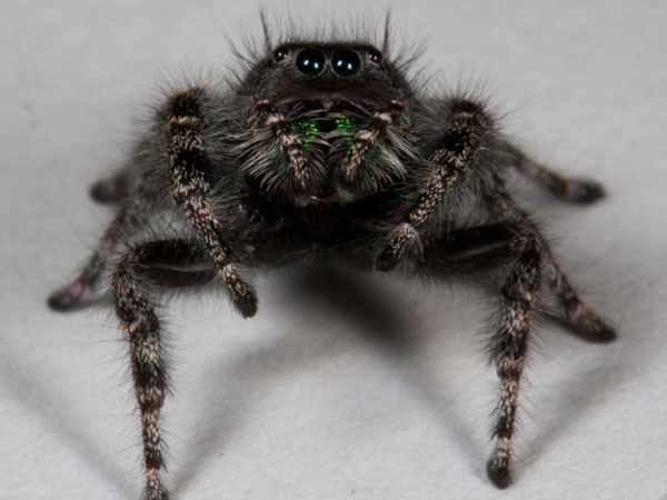 科学家新发现八只眼的蜘蛛以360度视角看世界
