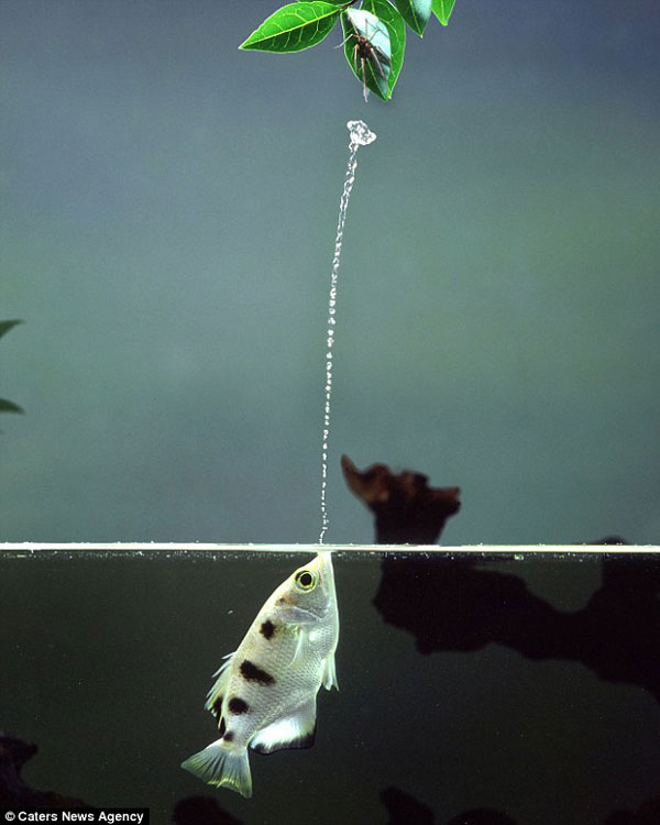 英国摄影师拍摄到射水鱼喷射水柱的精彩瞬间