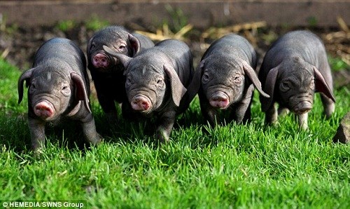 但这些梅山猪都没有产下幼崽.