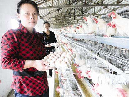 图文:汉川市西江乡村民养鸡致富