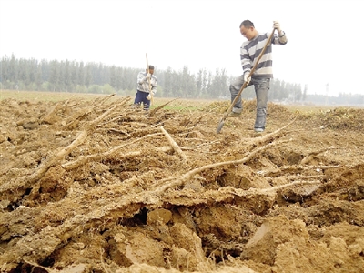 温县当地农民正在采挖地里的铁棍山药图片