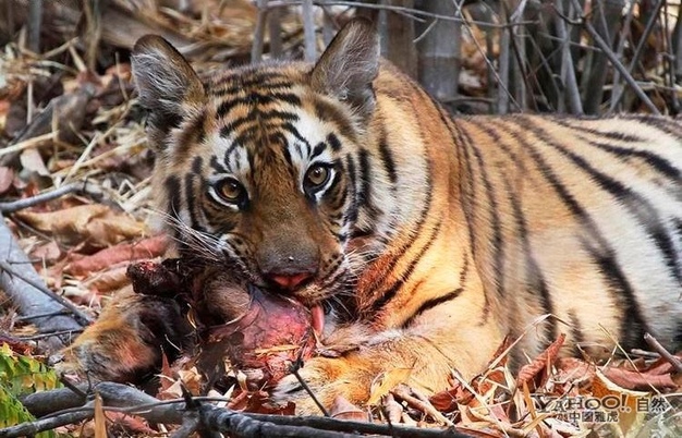 野生老虎捕猎的精彩瞬间(组图)