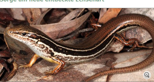 澳大利亚科学家发现新蜥蜴品种 濒临灭绝(图)