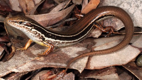 澳大利亚现新品种蜥蜴 体长6厘米濒临绝种(图)