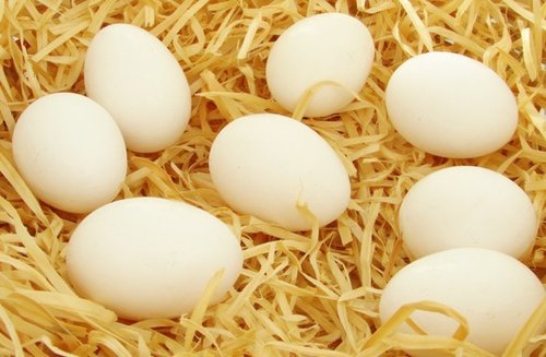 两性养生:新婚夫妇多吃鸡蛋 可以提高精子质量