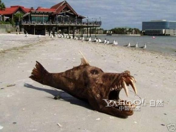 【高清大图】盘点全球吓死人的雷人巨型大鱼