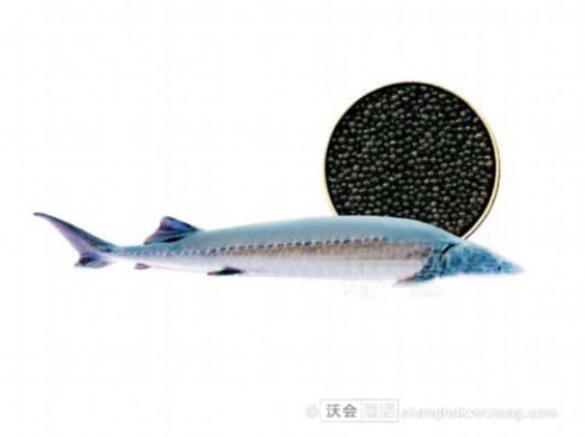 西伯利亚鲟 siberian sturgeon caviar