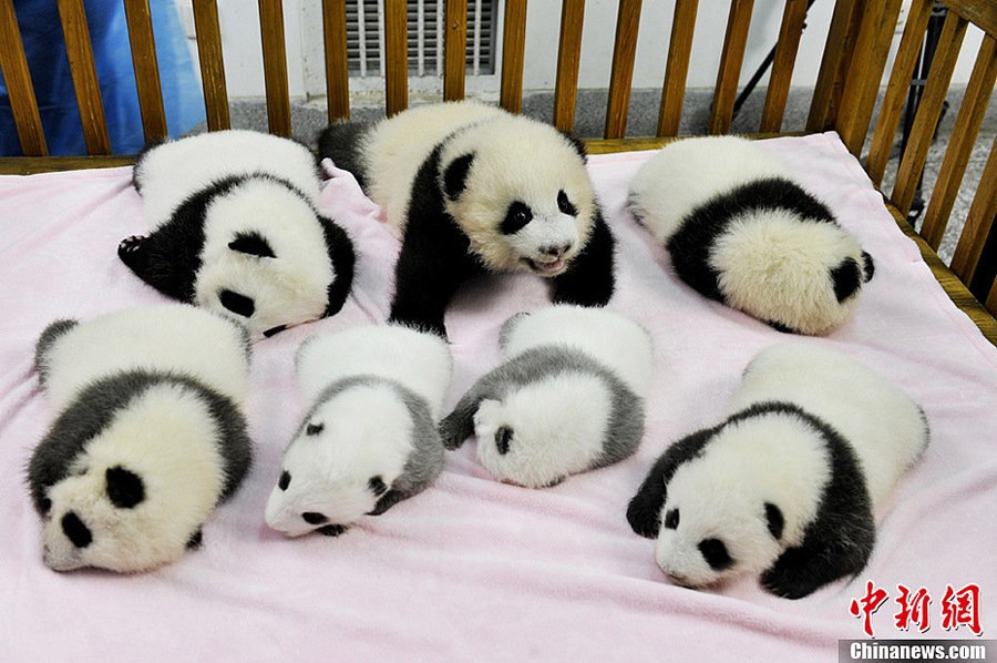 成都新出生的熊猫宝宝集体亮相 高清图
